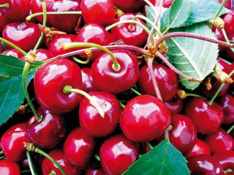Baisse de production et prix élevés 8e édition de la fête des cerises à Larbaâ Nath Irathen