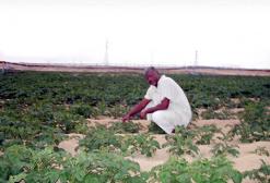 منتخبون يطالبون بفتح تحقيق في فضيحة اختلاس 4 آلاف مليار سنتيم استفاد منها 8700 فلاح وحوّلها بعض الانتهازيين إلى مشاريع استثمارية بالوادي