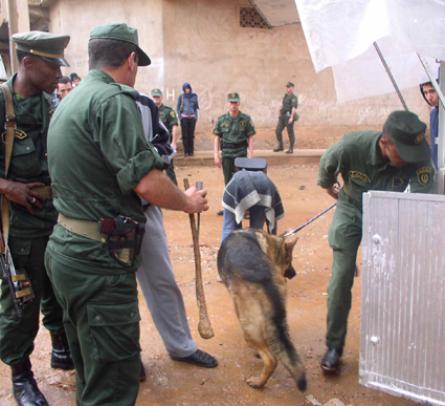 إحباط محاولة إغراق تلمسان ب20 قنطارا من الكيف المعالج