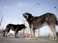 Séminaire régional à Médéa Lutte contre la zoonose au menu