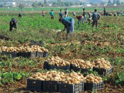 الفلاحون يطالبون برفع الحظر المفروض على الأسمدة الزراعية سوق أهراس/ تكبدو جراء ذلك خسائر فادحة