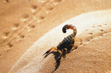 مشاكل‮ ‬تنغص‮ ‬حياة‮ ‬السكان‮ بحي‮ ‬العيايدة‮ ‬‬بالوادي