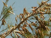 Criquets : la menace écartée pour le printemps, mais la vigilance reste de mise à l'extrême Sud