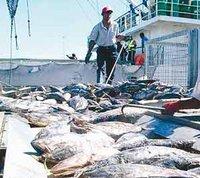 Procès de l'affaire du thon à Annaba : Prison ferme pour les neuf mis en cause