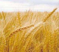 Ble : Des champignons menacent les plaines de l'Ouest