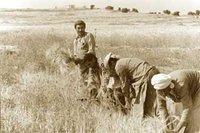Relizane :   Des agriculteurs de Djidiouia en colère