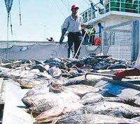 Procès de l'affaire du thon à Annaba : Prison ferme pour les neuf mis en cause