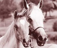 Préavis de grève des travailleurs de l'ONDEEC :  La saison de monte compromise