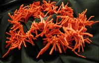 De nombreuses espèces exclues de la Cites : Quel avenir pour le corail algérien '