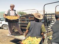 Cueillette de l'Abricot à Batna Une saison ratée