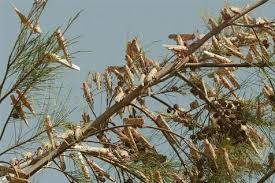 Invasion du criquet pèlerin à l'extrême sud du pays : La menace écartée