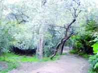 Sensible augmentation de la production oléicole GHARDAIA, Programme d'intensification de la culture de l'olivier