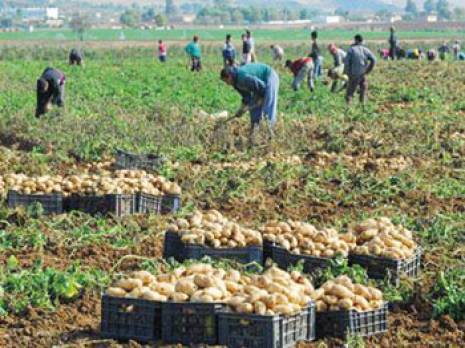 On achève bien les terres agricoles à Boumerdès Distraction de 30 ha de terres fertiles à Ouled Moussa