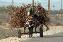 Conséquence du froid, des citoyens se chauffent au bois LES DEBOIRES DES HABITANTS DES DOUARS