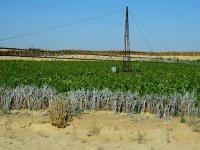 L'Algérie sur la bonne voie en matière de lutte contre la désertification