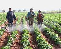 Agriculture : 4470 ha de terres infestés par le ver blanc