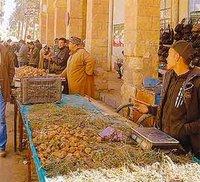 Malgré les faibles précipitations cette saison : Les Laghouatis à la conquête du « terfass »