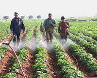 Agriculture : 4470 ha de terres infestés par le ver blanc