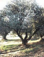 Aïn Temouchent :  La plantation, un substitut  au déficit de couvert végétal