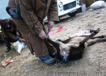 استفحال الذبح العشوائي بالأسواق اليومية والأسبوعية بميلة مع نقص الرقابة