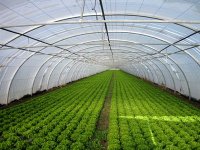 Filière lait, culture sous serre, arboriculture, axes du développement agricole à M'sila