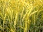Coopération pour le développement du triticale à Saida