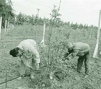 Mohammadia : Cri de détresse des ouvriers de la ferme Si Lotfi