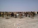 ورقلة: 400 رأس من الإبل مهددة بالموت ببلدية أنقوسة