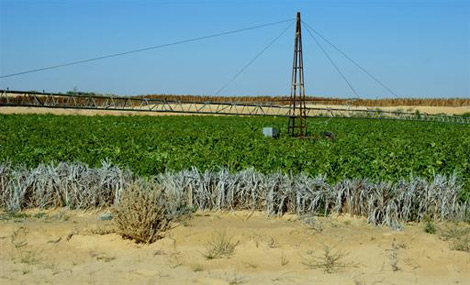 ورقلة: بلدية الطيبات توزع 1500 هكتار على البطالين