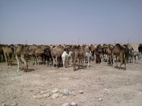 ورقلة: 400 رأس من الإبل مهددة بالموت ببلدية أنقوسة