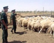 درك المدية يضع حد لنشاط عصابة إجرامية تحترف سرقة المواشي