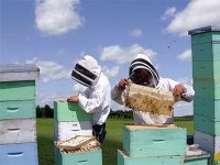 Baisse de 40% de production de miel attendue en 2013 en raison des conditions climatiques