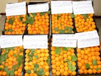 La ville de N'gaous (Batna) célèbre la fête de l'abricot