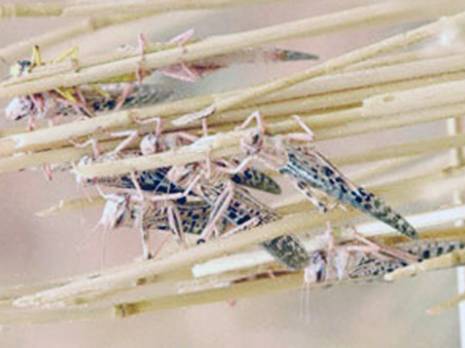 Les agriculteurs d'El Faïdh inquiets Alerte aux criquets pèlerins à Biskra