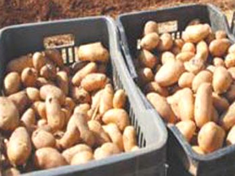 منتجو البطاطا يتجمهرون أمام الغرفة الفلاحية بالوادي