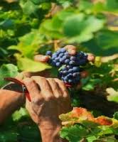 Ghardaïa : La campagne de récolte du raisin de table bat son plein