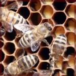 أسراب النحل تهاجم عائلتين بغليزان