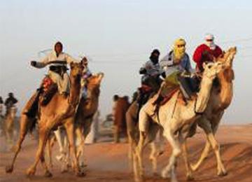 إبل ورقلة في خطر