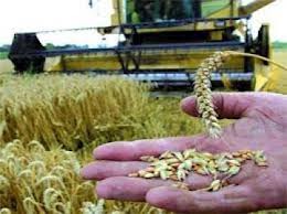 Céréales : La facture du blé en hausse de 8.48 %