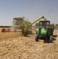 Les agriculteurs demandent une aide de 500 DA par quintal Culture du blé tendre