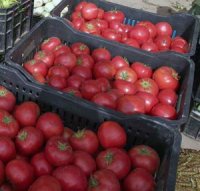 La production en hausse Tomate industrielle