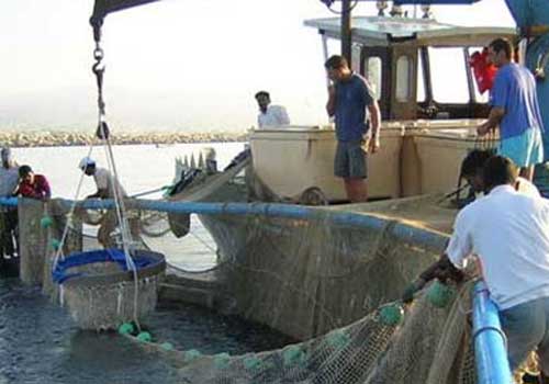 Algérie - Le régime de retraite des professionnels de la pêche entre en vigueur aujourd'hui