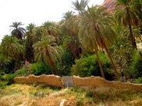 Commune d'El Kantara : Les palmeraies se meurent