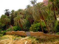 Commune d'El Kantara : Les palmeraies se meurent