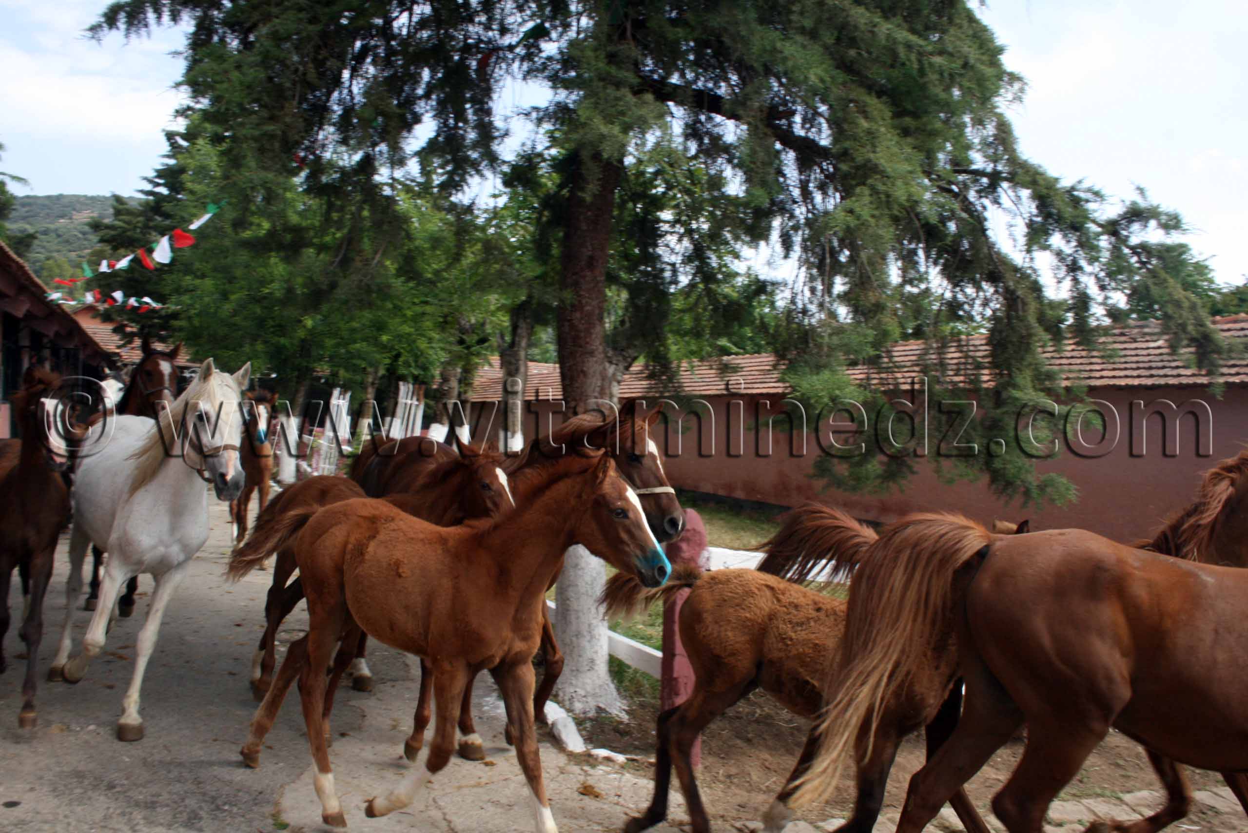 CHAOU - CHAOUA PARADIS DES CHEVAUX