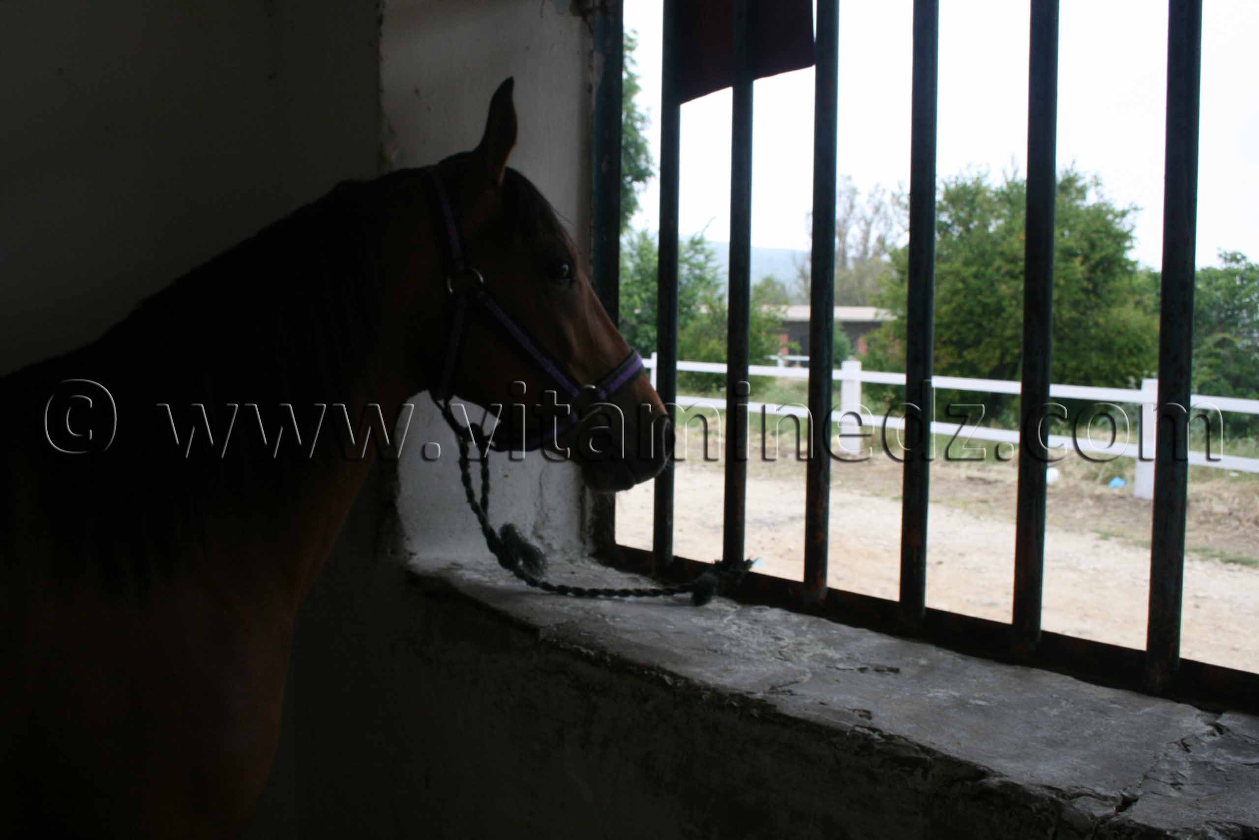 LE HARAS NATIONAL CHAOUCHAOUA L’implacable grandeur des chevaux barbe et pur-sang arabe