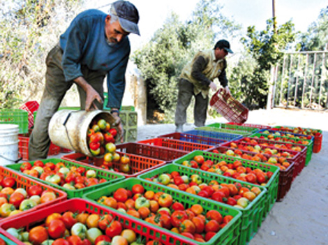 فلاحو بومرداس ينقلون خضراتهم إلى سكان تمنراست