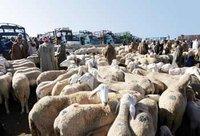 Le diktat des barons de la viande