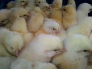 Election du conseil interprofessionnel de la filière avicole