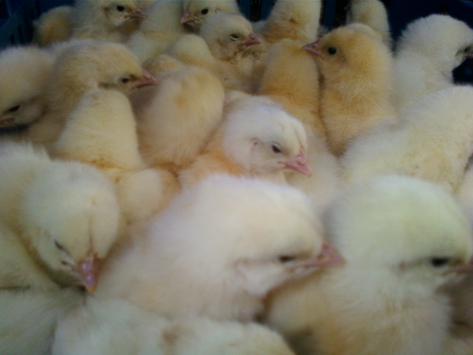 Election du conseil interprofessionnel de la filière avicole